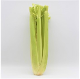 White Celery in pack of 1 piece