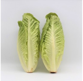 Romaine Lettuce in pack of 2 units