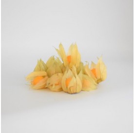 Physalis in Tray Approx. 125 g