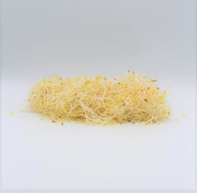 Alfalfa sprouts in tray 100 g