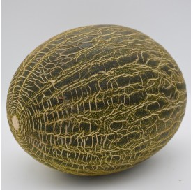 Melone Piel de sapo pro Einheit ca. 3,3 kg